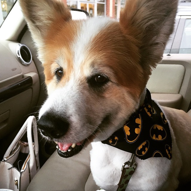Bat Dog is coming home from the groomer!!!